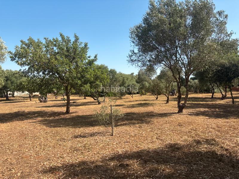 Foto 4bed5d82-5475-4619-b7d8-abf33d0262bf. Finca rústica ?? gran parcela rústica con vivienda y huerto en venta en Medina - Sidonia