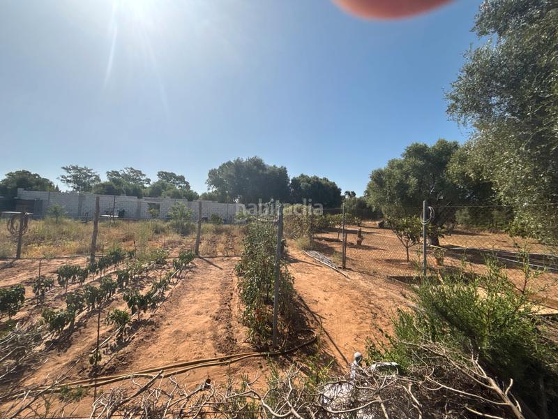Foto 4c9d96cc-ce3b-4d7e-96a7-f6a90b9d5504. Finca rústica ?? gran parcela rústica con vivienda y huerto en venta en Medina - Sidonia