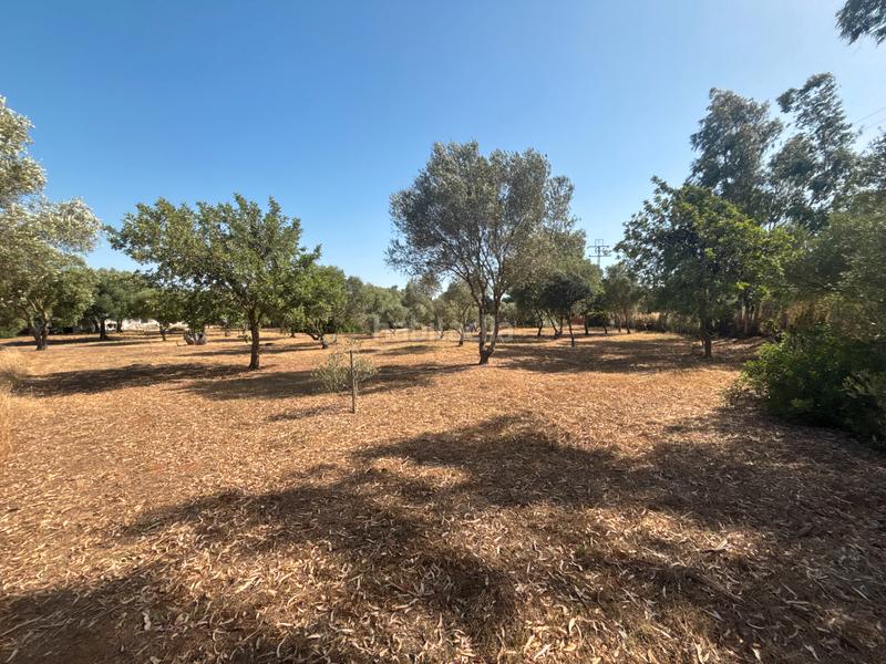 Foto 90f922c1-8489-4b8c-a2bb-44d6fec4a2c3. Finca rústica ?? gran parcela rústica con vivienda y huerto en venta en Medina - Sidonia