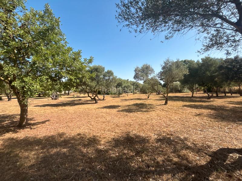 Foto bfc5aead-3192-466f-b3fd-72642b4ac576. Finca rústica ?? gran parcela rústica con vivienda y huerto en venta en Medina - Sidonia
