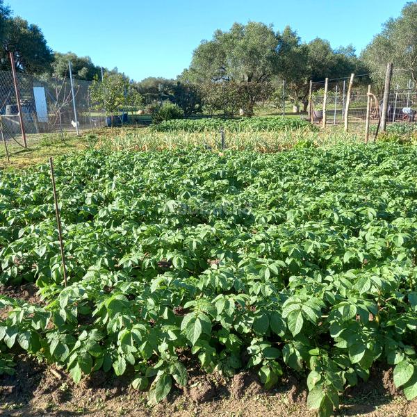 Foto d9559de5-ef39-4111-a087-7d003cc0997c. Finca rústica ?? gran parcela rústica con vivienda y huerto en venta en Medina - Sidonia