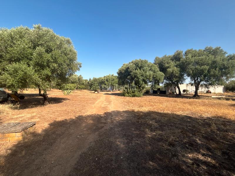 Foto e4d3ea8f-4734-4ed7-8a3a-a9b65d06d822. Finca rústica ?? gran parcela rústica con vivienda y huerto en venta en Medina - Sidonia