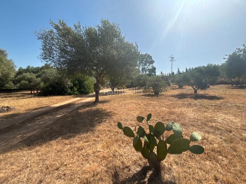 Foto e55d32e4-705e-4463-9a1c-63d05662313a. Finca rústica ?? gran parcela rústica con vivienda y huerto en venta en Medina - Sidonia