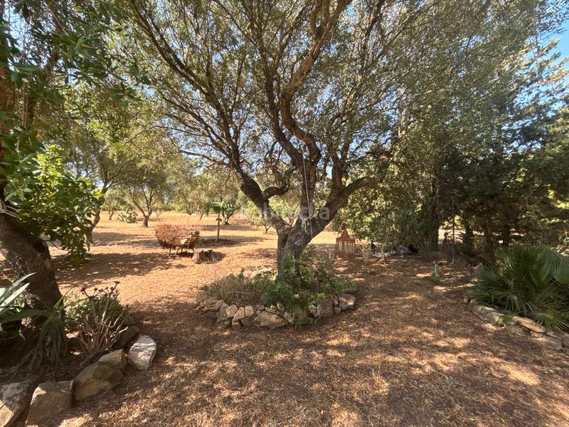 Foto eaf54204-bdb4-4e29-9ca9-b2bd0913e8d9. Finca rústica ?? gran parcela rústica con vivienda y huerto en venta en Medina - Sidonia