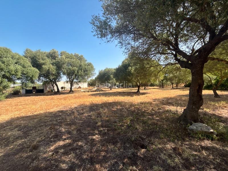Foto f5529ec0-2a44-4582-8479-6e3e12f0081d. Finca rústica ?? gran parcela rústica con vivienda y huerto en venta en Medina - Sidonia