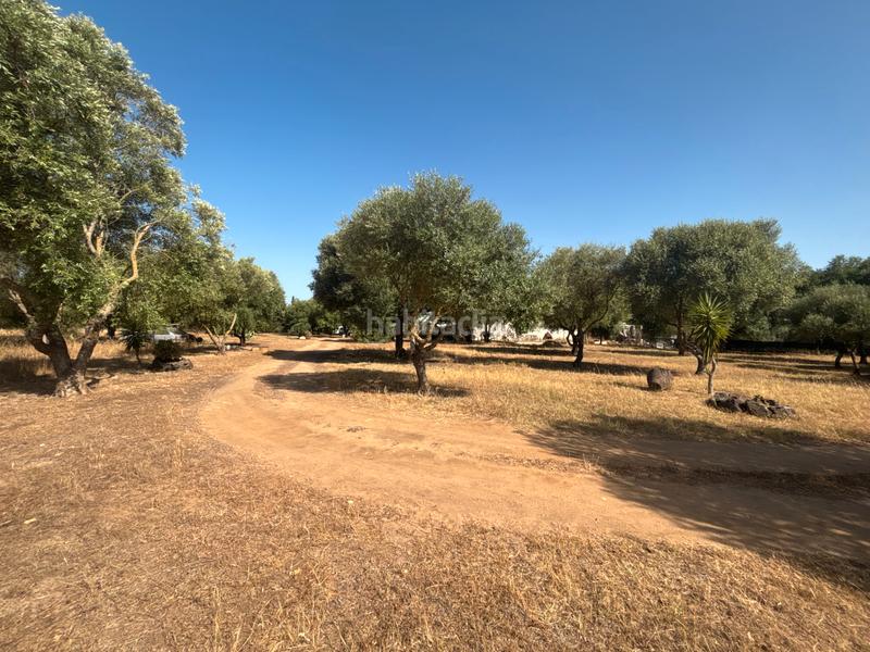 Foto f71e3fd7-e82f-46ed-99fe-09fb97da62c0. Finca rústica ?? gran parcela rústica con vivienda y huerto en venta en Medina - Sidonia