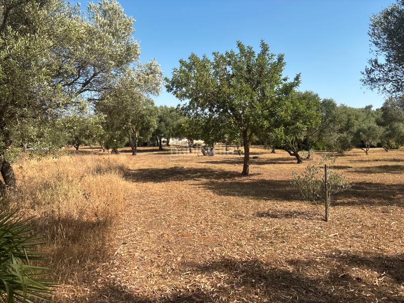 Foto f849b7dd-8177-4ee6-b29f-d2eff9ec37a7. Finca rústica ?? gran parcela rústica con vivienda y huerto en venta en Medina - Sidonia