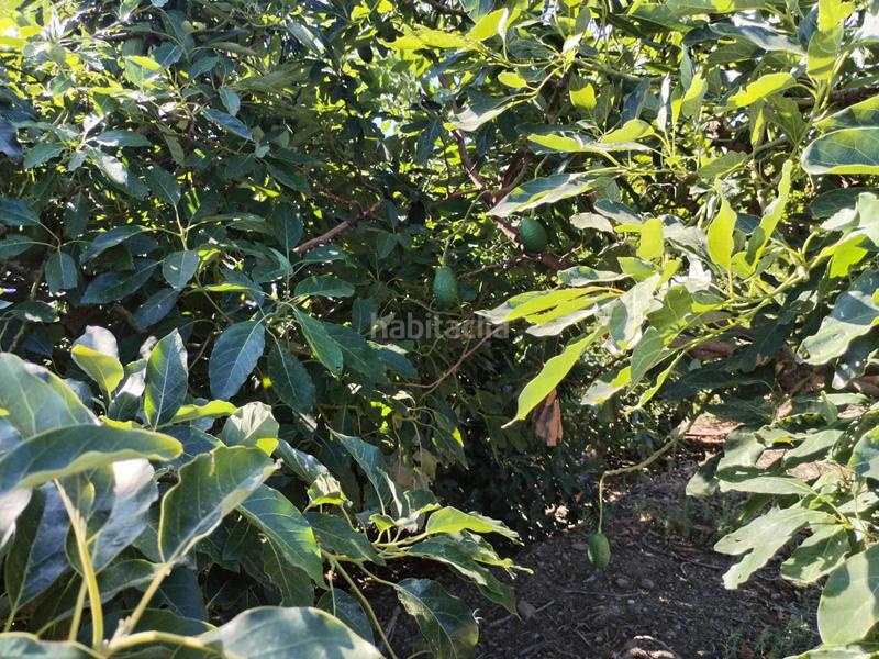 Foto f5289d50-297c-4c27-b90a-32895830c8e1. Propriété dans El Rescate - Río Seco Almuñécar