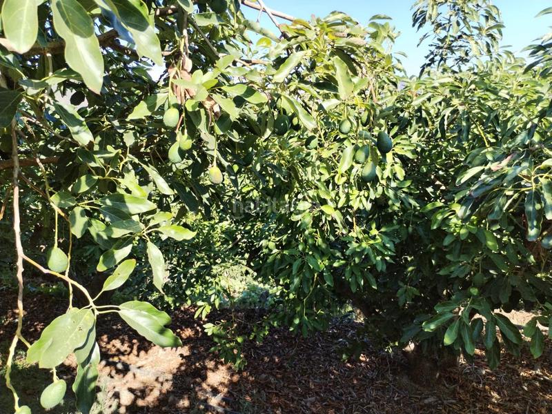 Foto 143a975d-83f4-4460-8d70-0e0e3c05cfaf. Finca rústica en El Rescate - Río Seco Almuñécar