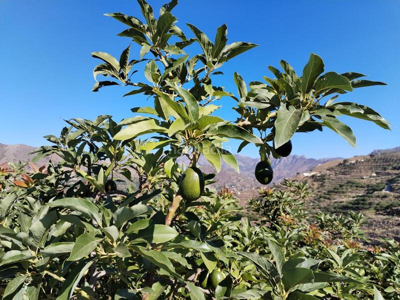 Foto c6f37675-a113-404b-a9e4-d0ab56240d83. Finca rústica en El Rescate - Río Seco Almuñécar