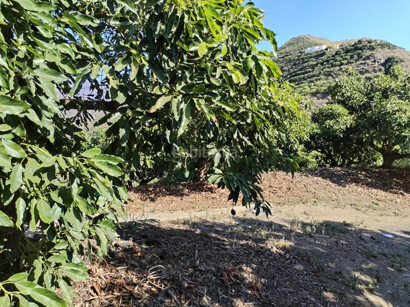Foto e0002c90-7f61-43c3-9667-f80952ea71d7. Finca rústica en El Rescate - Río Seco Almuñécar