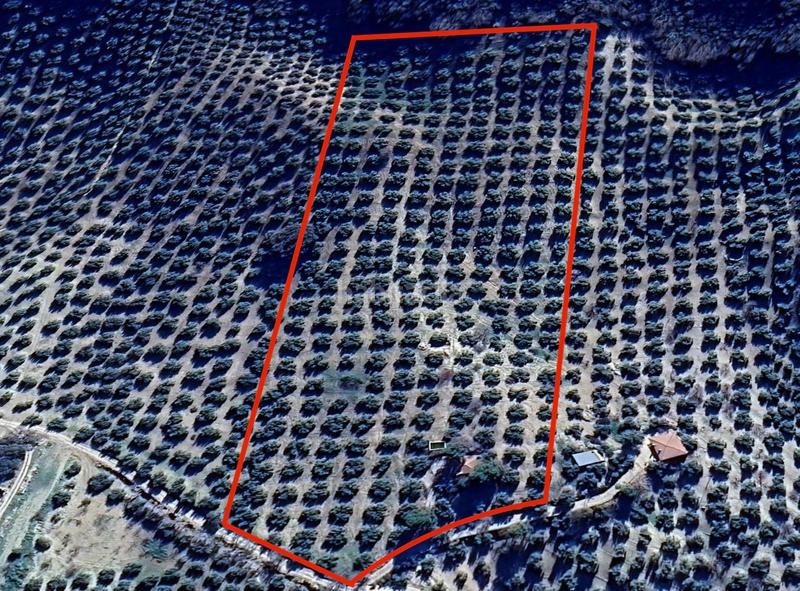 Foto 3698da2c-b339-4426-a05f-94ab32ada69c. Finca rústica finca de olivos en Montefrío