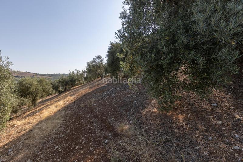 Foto 4506dc22-4d97-4bf8-94b0-56a8506ad756. Finca rústica finca de olivos en Montefrío