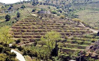Finca rústica en Ítrabo. Finca en producción con nacimiento de agua propio a la venta en