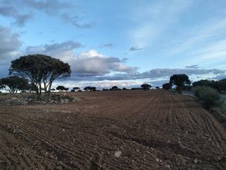 Finca rústica a N/a. Finca sotuélamos dirección villarobledo