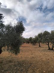 Finca rústica a N-430 452. Olivas centenarias