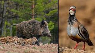 Miete Landgut in Cm-3106 4. Finca de caza en alquiler