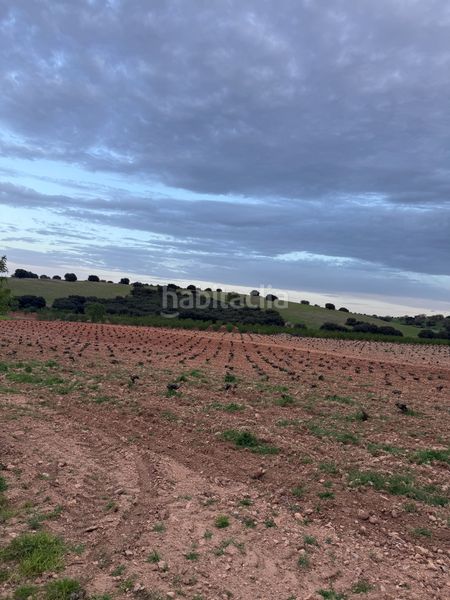 Foto e07d2298-6486-4d33-90d4-b0cb5b8c2405. Finca rústica a cm-3106 7 a Munera