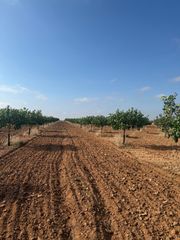 Finca rústica a Iniesta. Finca de pistacho de 102 hectáreas en producción – gran oportuni