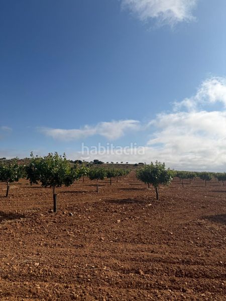 Foto 0c5ea233-4231-4724-83f9-22dccce38ccb. Finca rústica a Iniesta