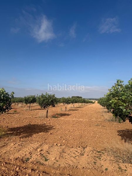 Foto a5711bbb-9d4a-4c32-8d21-d445e8cb96d7. Finca rústica a Iniesta