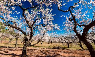 Landgut in N/a. ?? almendros en munera