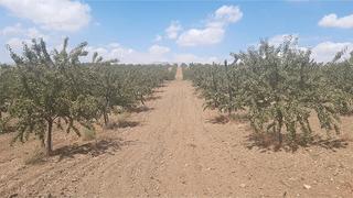 Finca rústica a N/a. Almendros en plena produccion