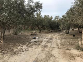 Finca rústica a Calle de espronced 6. Terreno en pechina 1.600 metros olivos vallado