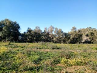 Terreno residencial en Costitx. Terreno en venta