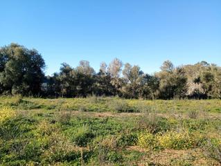 Terreno residencial en Costitx. Terreno en venta
