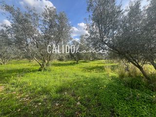 Landgut in Lloseta. Terreno en venta