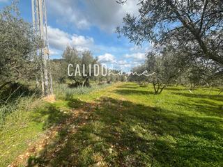 Rural plot in Lloseta. Terreno en venta