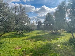 Fondo rustico in Lloseta
