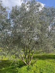 Rural plot in Lloseta. Terreno en venta
