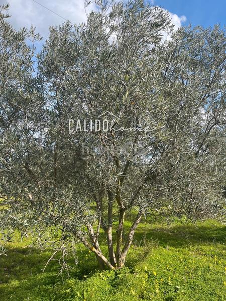 Foto 5ff794ac-72e2-4f8e-ba39-5f0da4c388ae. Finca rústica a Lloseta