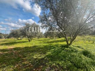 Finca rústica en Lloseta. Terreno en venta