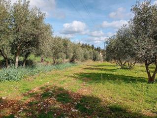 Finca rústica en Lloseta. Terreno en venta