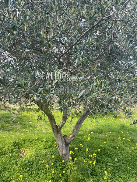 Foto c4503738-e9a7-4615-bbea-a8c70b71cf5f. Finca rústica a Lloseta