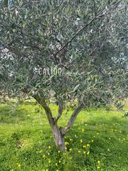 Landgut in Selva. Terreno en venta