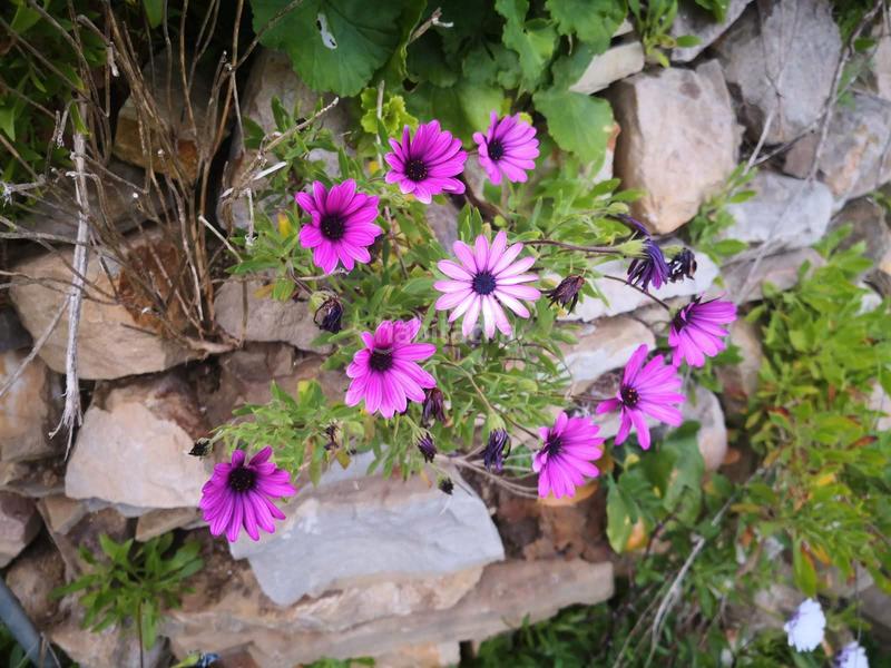 Foto 120539c3-85df-40ea-81b5-1ade2dffeaf3. Chalet  con vistas al estrecho en San García Algeciras