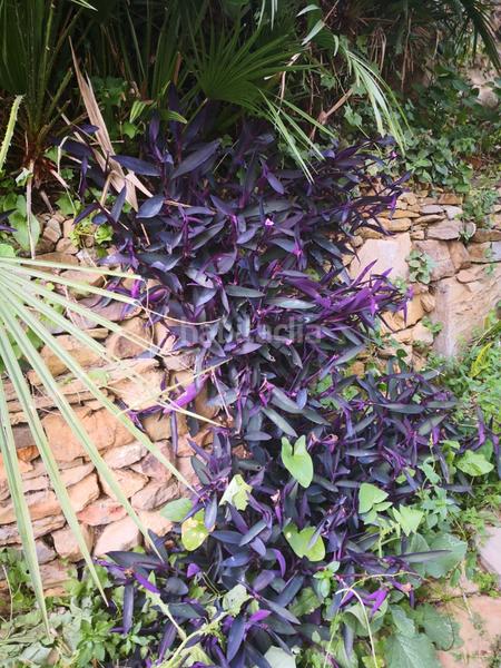 Foto 34b6a326-2dde-414f-b716-21b37918338c. Chalet  con vistas al estrecho en San García Algeciras