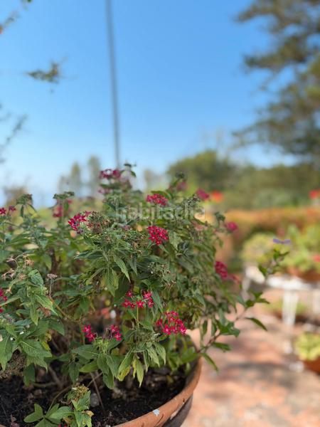 Foto 0a21afcc-0119-4e84-b8a8-95c759ab90f7. Chalet mit parking pool in La Granja - La Colina - Los Pastores Algeciras