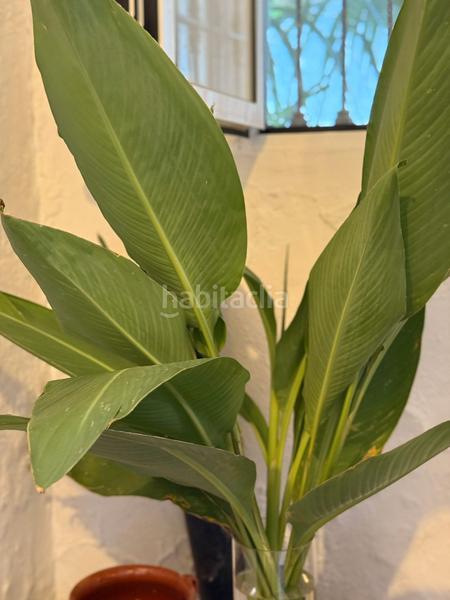 Foto 95421391-b440-4366-9ef3-d32e977f6e86. Chalet mit parking pool in La Granja - La Colina - Los Pastores Algeciras