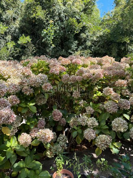 Foto f8029202-dc95-445d-bd3d-524cdfbbc04c. Chalet mit parking pool in La Granja - La Colina - Los Pastores Algeciras