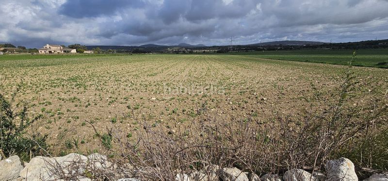 Foto ca532d0c-1b50-4513-bbe0-bd7e2acc1f73. Masia a Manacor centre Manacor