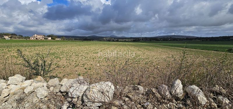 Foto d4d3ee76-ac44-46c6-a0d0-72c7bc454016. Masia a Manacor centre Manacor