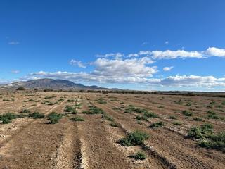 Fondo rustico in Condado de Alhama. Terreno rústico  paraje de la alcanara, alhama