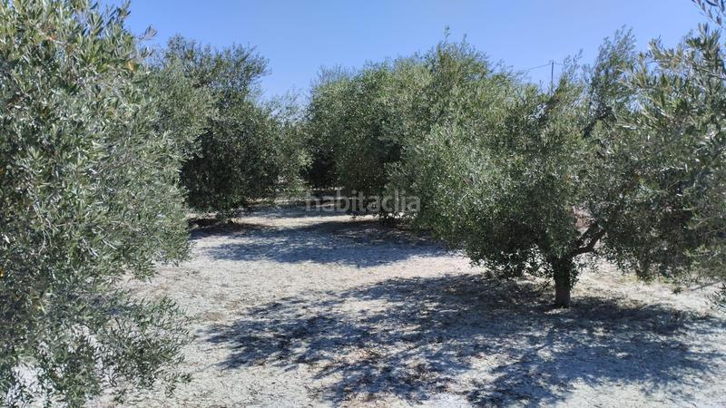 Foto 8dec2311-8ea4-47fd-bf5a-761ceb72f4e5. Fondo rustico in Centro Molina de Segura