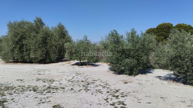 Foto cc05db32-c93d-485b-8608-f74d5db11541. Fondo rustico in Centro Molina de Segura