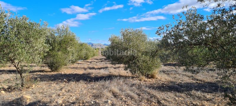 Foto 2e2a0447-44ed-451c-862a-4acdaf76ee17. Rural plot in La Hoya Lorca